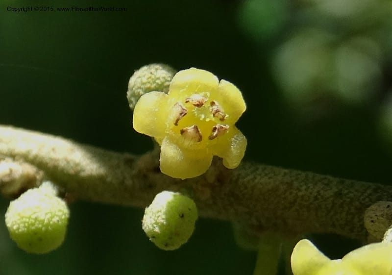 Octoknema, Davidson, C 12386--Cameroon. Bakengili Trail, Mt. Cameroon. 24 Mar 2014. DSC03587 (216).JPG
