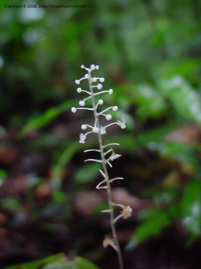 Sciaphila albescens, ETepe558--Fr. Guiana. Les Nouragues. 14 Mch 02. 004.jpg