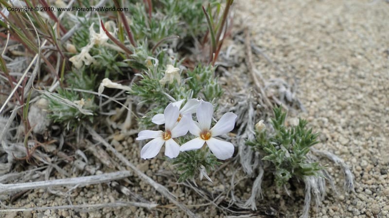 Phlox hoodii, C. Davidson 11744--Idaho.Owyhee Co. Mud Flat Rd. 22 April 2010 107 (112).jpg