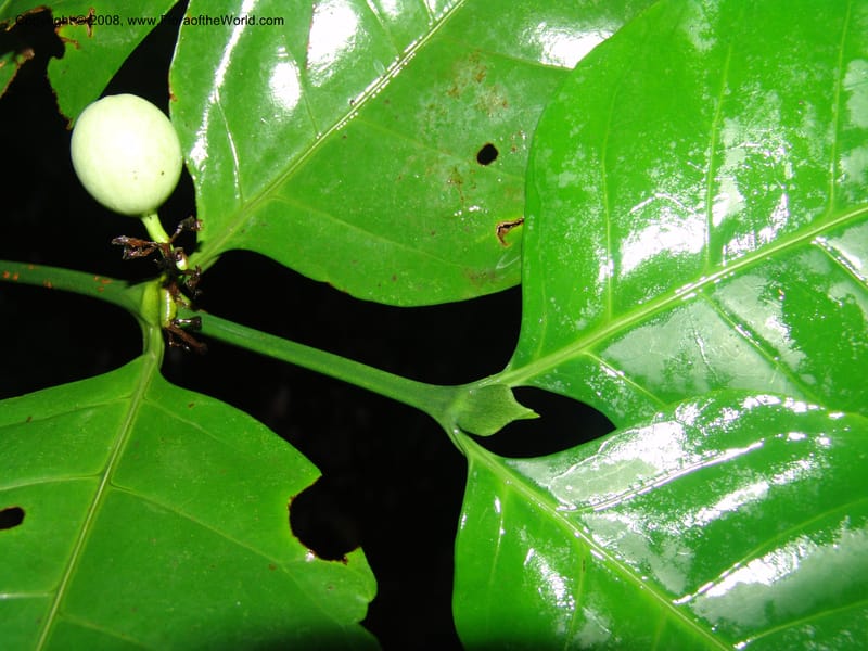 Oxyanthus, W.Kindeketa2823--Tanz. Mahenge For. Res.  Mahenge-Ifakara. 16 Feb 06. 102.jpg