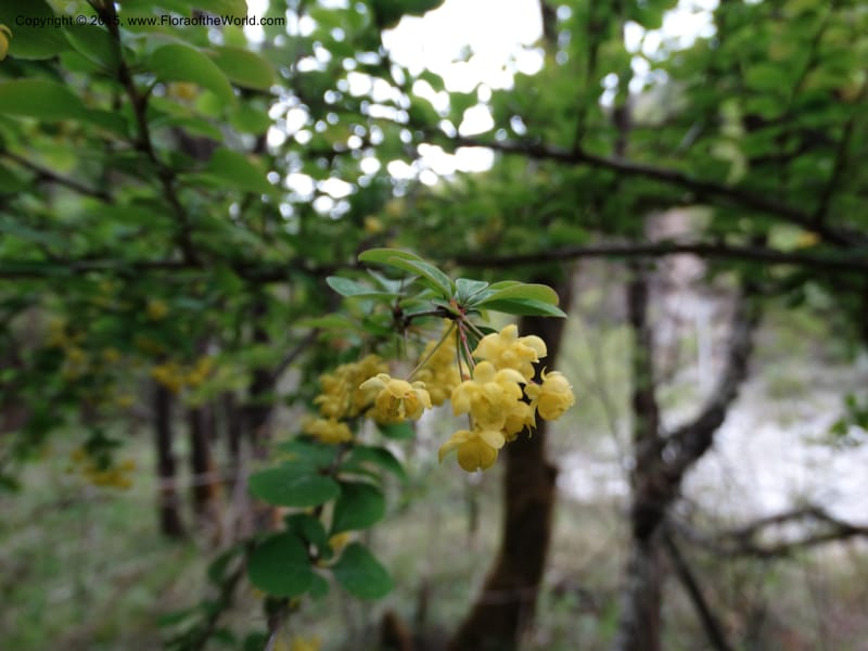 Berberis, Boufford, D 43610--China. Sichuan. ShaShiDuo. 8 May 2014. DSC04232 (206).JPG