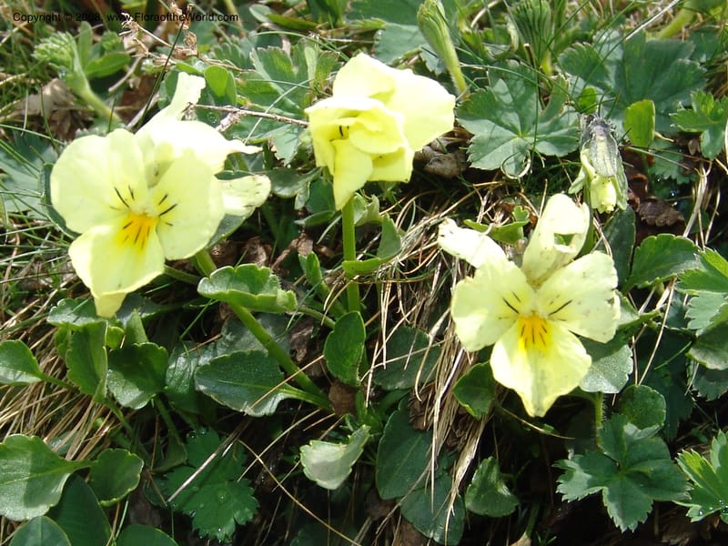 Viola oreades--Georgia. Vic. of Tskhrats'karo Pass. 7 Jun 05. 159.jpg