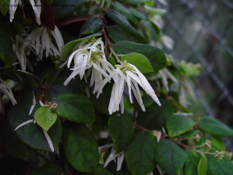Loropetalum chinense--CA. UCLA. Mathias Bot. Gard. 13 Feb 03. 202.jpg