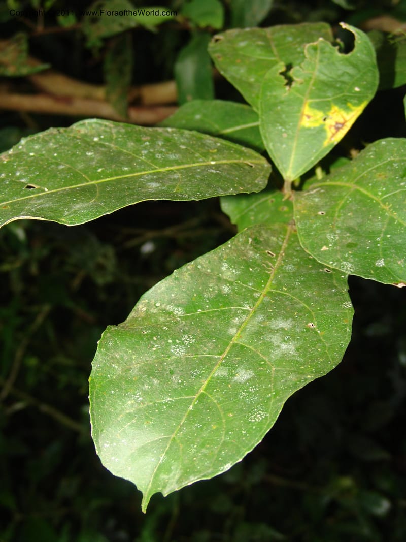 Ficus, ROR1587--Madag. Parc Nat. Montagne d'Ambre. 11 Nov 06. 159.jpg