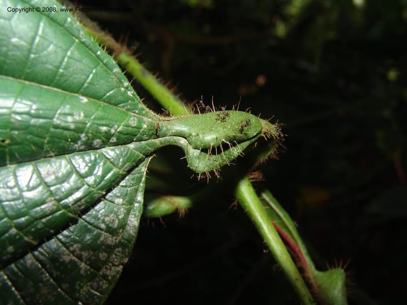 Tococa guianensis, AAraujoM1251--Bolivia. Pq. Nac. Madidi. Chalalan. Send. Anta. 30 Nov 04. 264.jpg