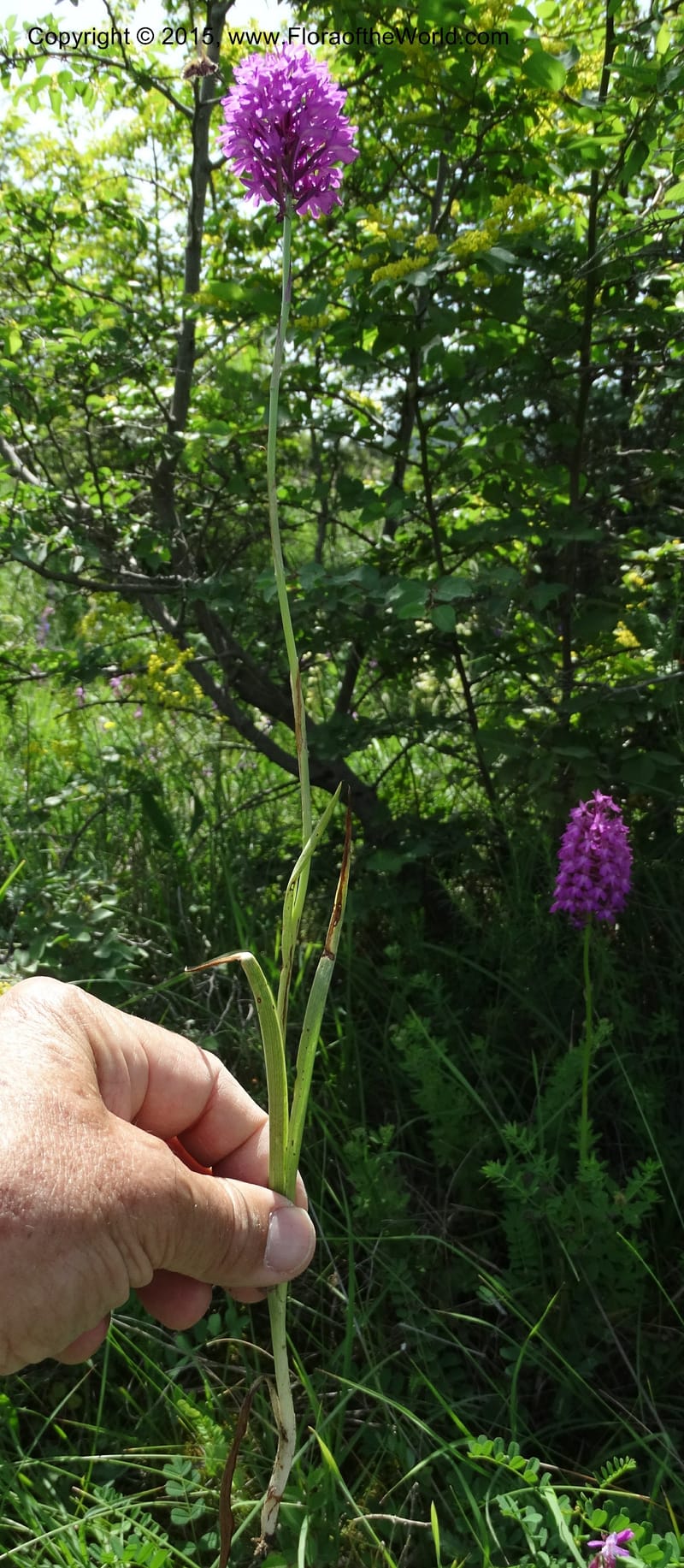 Anacamptis pyramidalis, Davidson, C 12453--Georgia (Caucasus). Shio Mgvime. 7 Jun 2014. DSC07779 (38).JPG