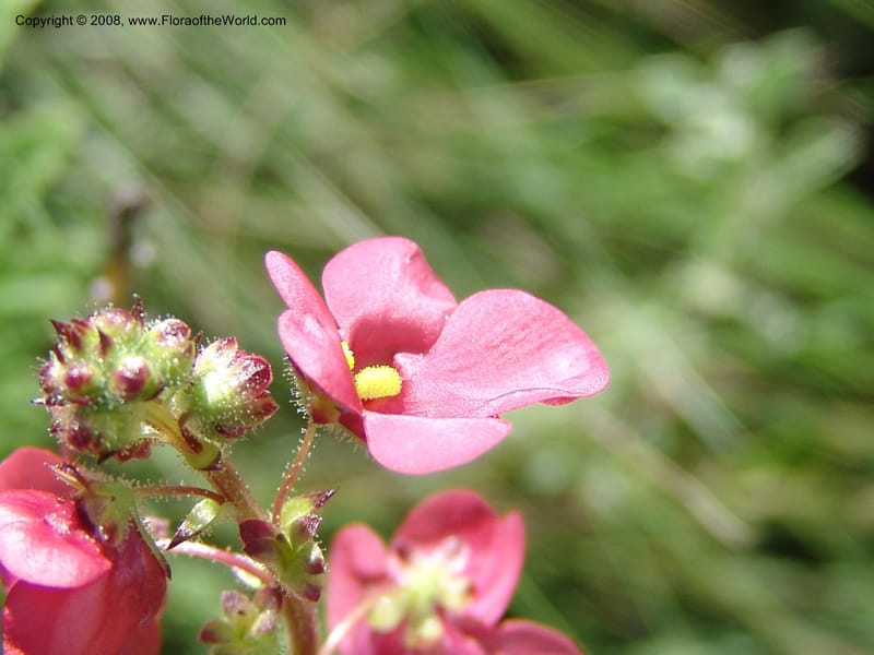 Diascia rigescens--So.Africa. E. Cape. Waringham Farm, Quanti Area, Stut. 8 Mch 05. 182.jpg
