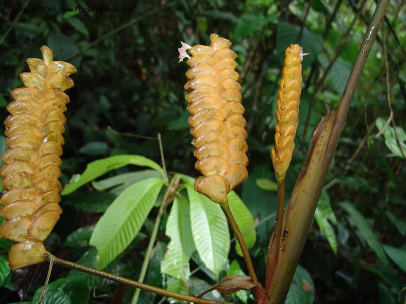 Calathea crotalifera, Croat95227--Ecuador. Prov. Esmeraldas. Rio San Juan. 23 Feb 05. 148.jpg