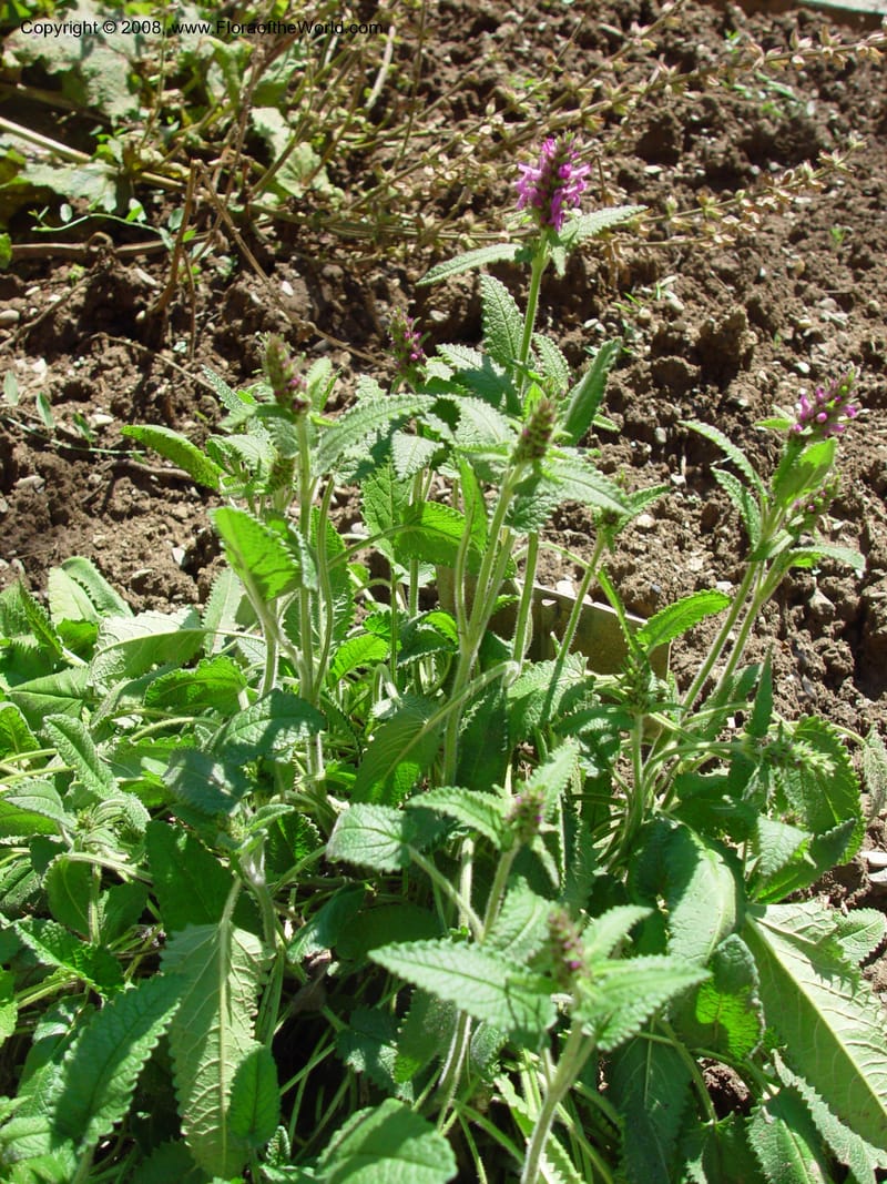 Stachys officinalis--Italy. Tuscany. Univ. Firenze, Giardino dei Simplici, Florence. 22 May 03. 001.jpg