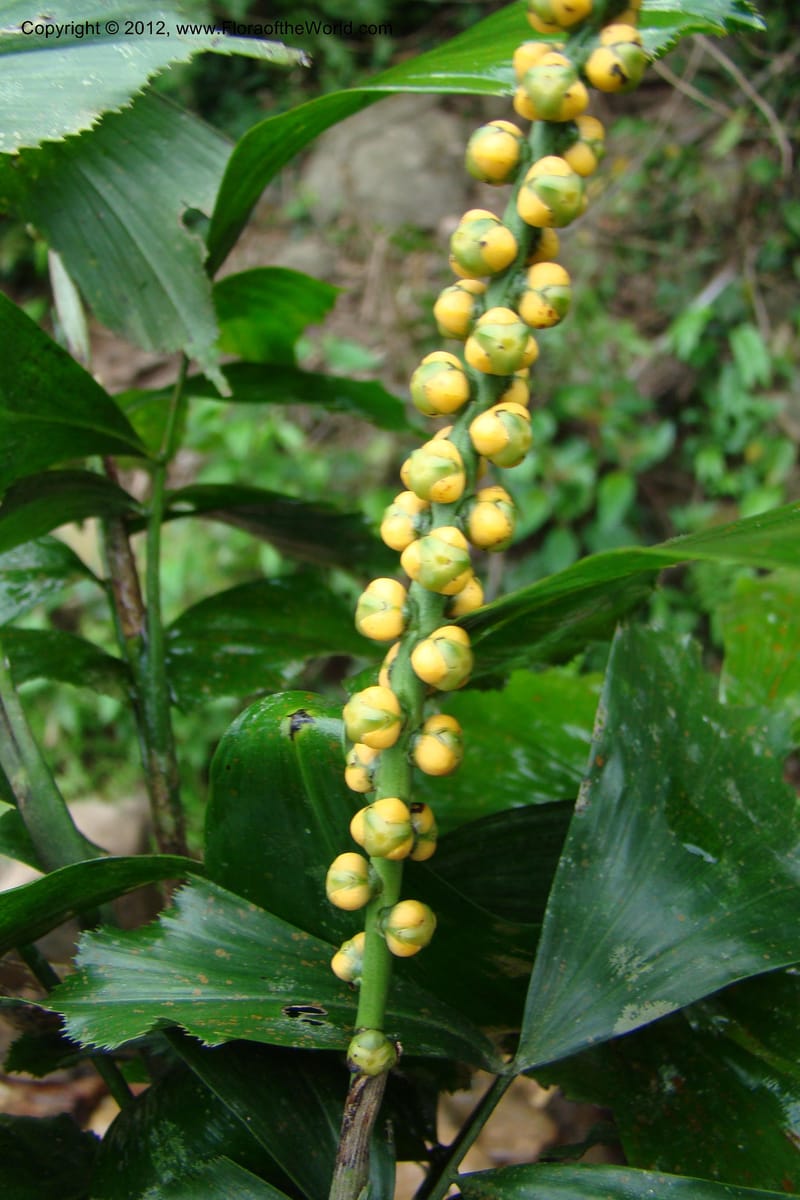 Arenga caudata, Regalado 1719--Viet Nam. Thua Thien Hue Prov. Nam Dong Distr. Thuang.12 Apr 09. 323 (3).jpg