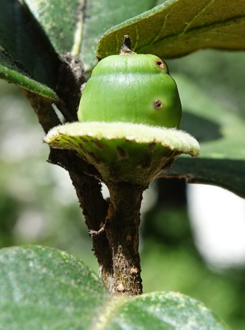 Quercus, C. Davidson 13759--China. Sichuan. Yibailingba-gou. 12 Aug 2017. DSC04660 (405).JPG