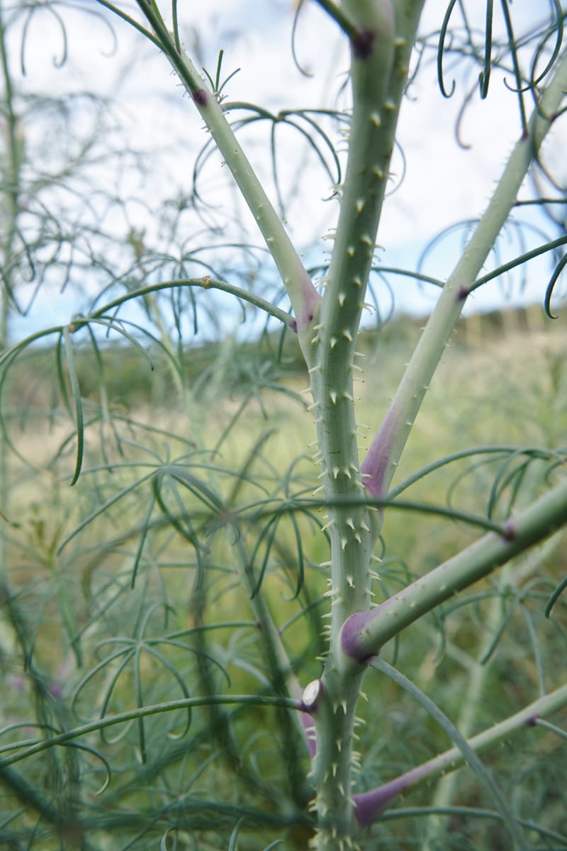 Cleome angustifolia subsp. diandra, L. Nanyeni 1140--Namibia. Avis Dam. 15 Mar 2018. DSC00541 (17).JPG