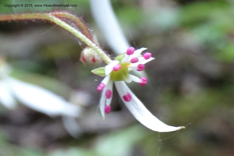Saxifraga mengtzeana, Boufford, D 43703--China. Sichuan. LongDongZhen on Rd. to LeiYuan Shan. 13 May 2014. DSC05860 (67).JPG