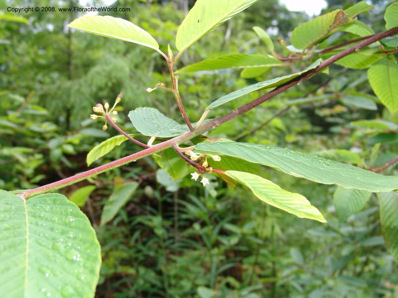Rhamnus purshianus--WA. Grays Harbor Co. Quinault Rain For, Lake Quinault. 15 Jun 06 190.jpg