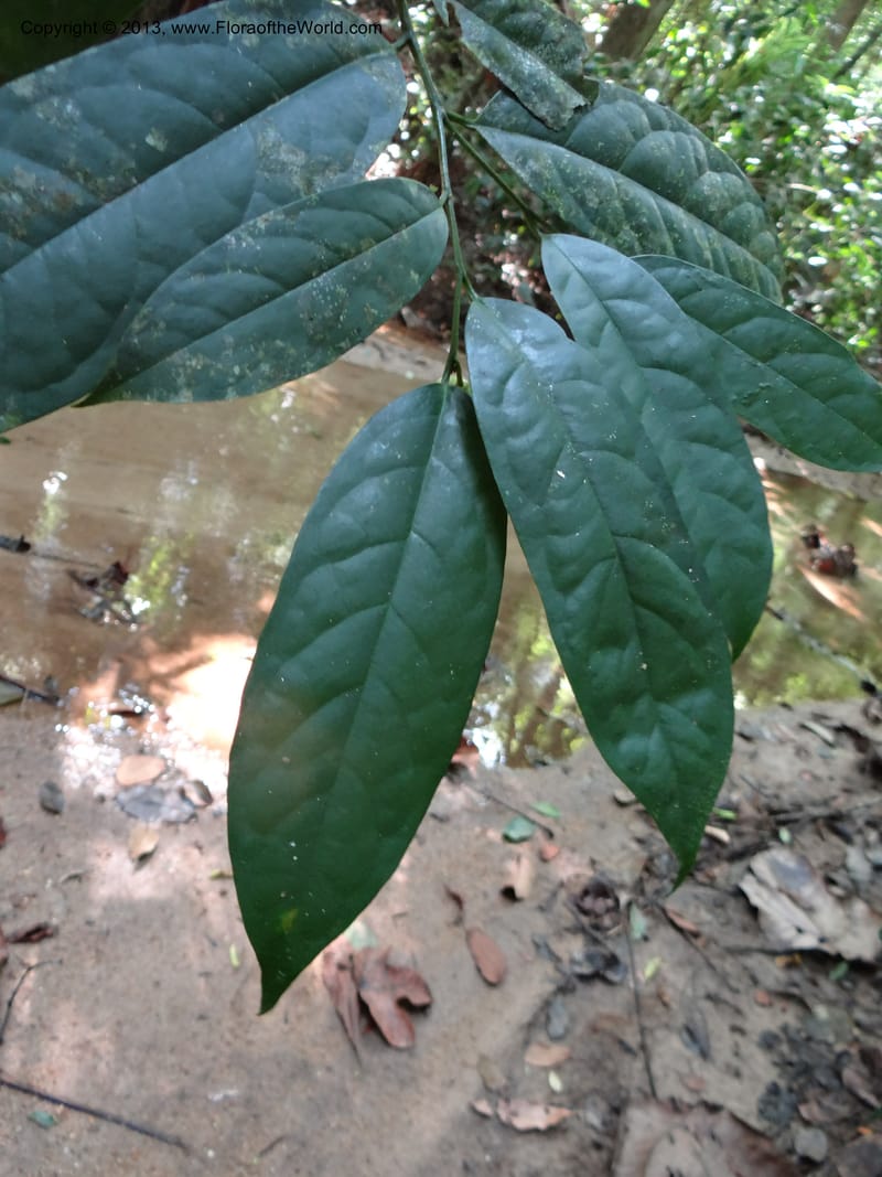Anaxagorea, VC 5656--Thailand. Trang. Khao Baan Thad. 17 Nov 2012. DSC00079 (54).JPG