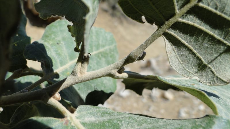 Quercus ithaburensis ssp. macrolepis, A. G. Miller 132.13--Iraq. Kurdistan. Shakh-i Pira Magun. Gueza Khan. 11 June 2010. 017 (3).jpg