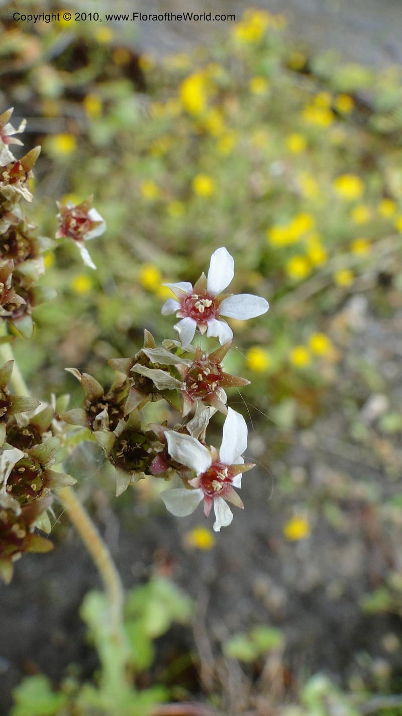 Suksdorfia ranunculifolia, B. Ertter 19978--Idaho. Valley County. 1 July 2010. 085 (22).jpg