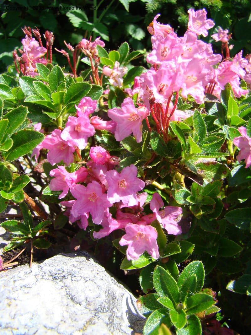 Rhododendron hirsutum, CDavidson11243--Slovenia. Gorenska Reg. Velika Planina. 6 Jul 08. 009.jpg