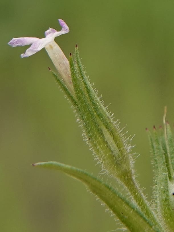 Microsteris gracilis, C. Davidson 13756--Oregon. Wallowa Co. Zumwalt.Trail Cr. Rd. 4 Jun 2018. DSC04078 (244).JPG
