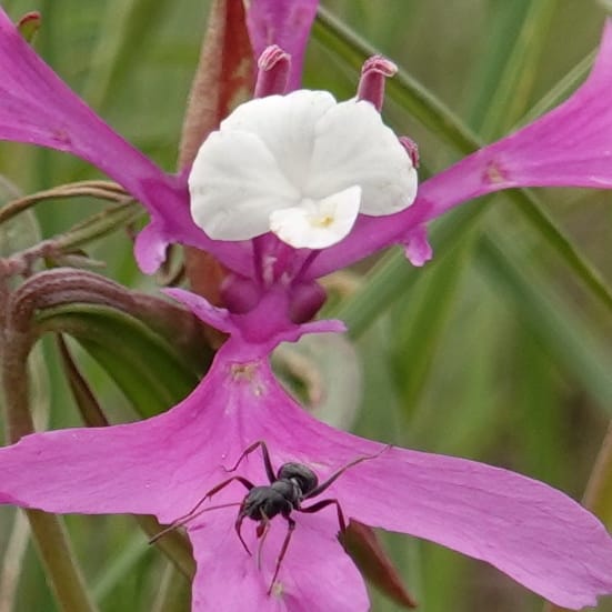 Clarkia pulchella, C. Davidson 13768--Oregon. Wallowa Co. Upper Camp Creek Canyon. 4 Jun 2018. DSC04733 (59).JPG