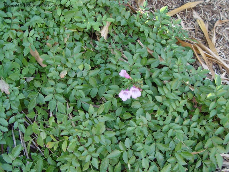 Incarvillea arguta--CA. Strybing Arb. 26 Oct 03. 180.jpg