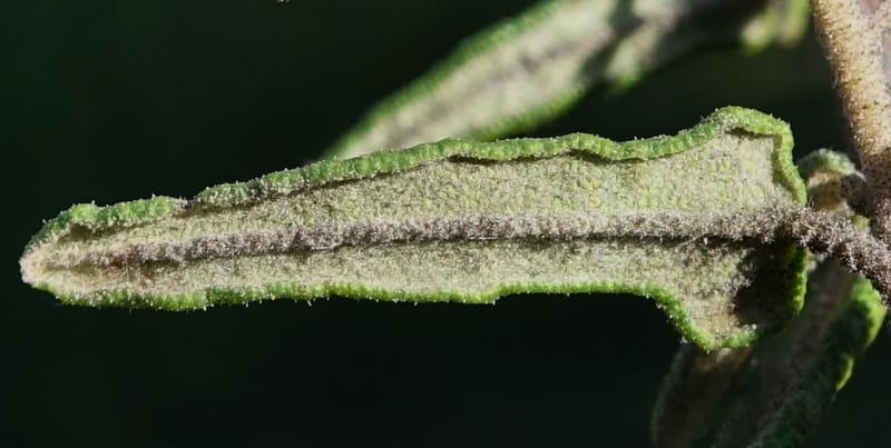 Lasiopetalum glutinosum subsp. latifolium, Davidson, C 13388--Australia. W.A. Calingiri Rd. 22 Oct 2016. DSC04023 (18).JPG
