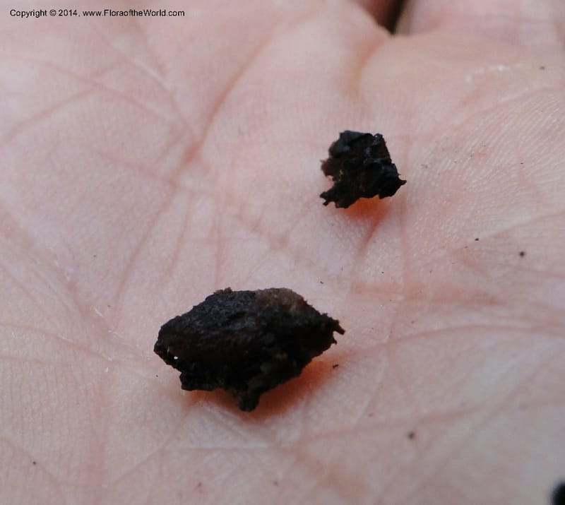 Chomelia obtusa, Stevens,  W. D 31194, Garay Cue, 19 Mar 2011 2227 (13).JPG
