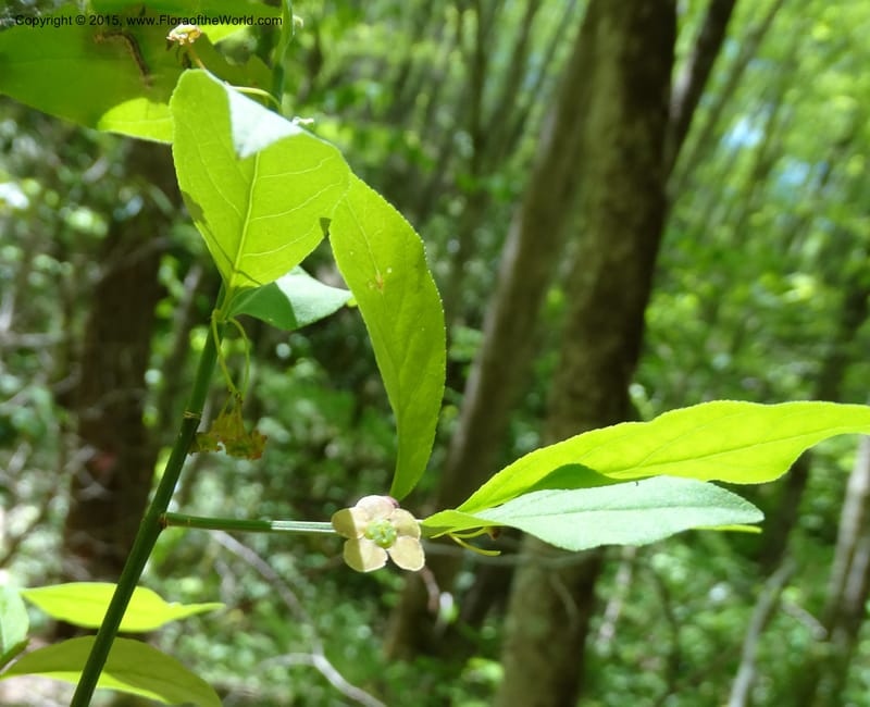 Euonymus obovatus, Davidson, C 12987--North Carolina. Clay Co. Perry Gap Rd, Barnard's Cr. 13 May 2015. DSC04860 (209).JPG