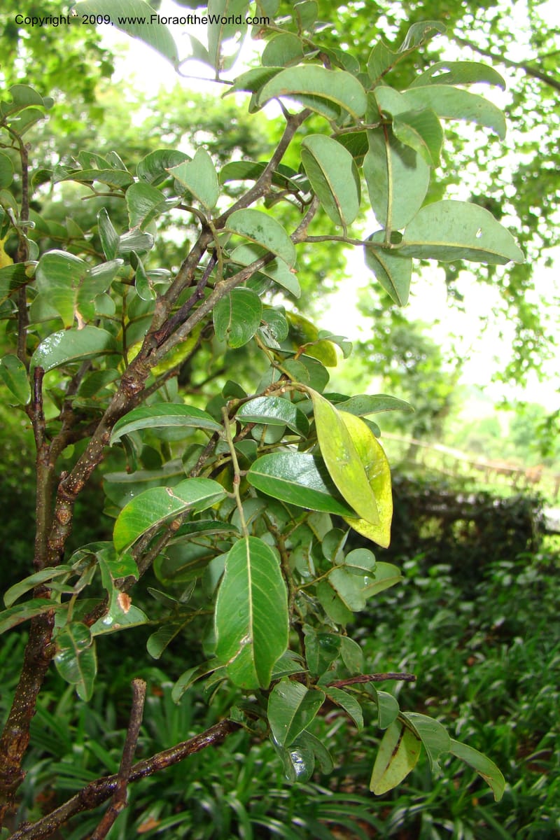 Dalbergia, Z. Rogers 1359--South Africa. KwaZulu-Natal. 29 Jan 09. 028.jpg