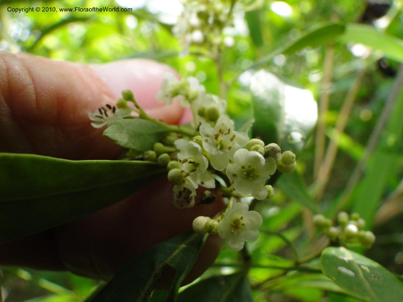 Ilex glabra, Mori, S 27396, USA, North Carolina, Johnson Co., Hwy 50, 3 km SE of Benson, 21 May 2010 (11).JPG