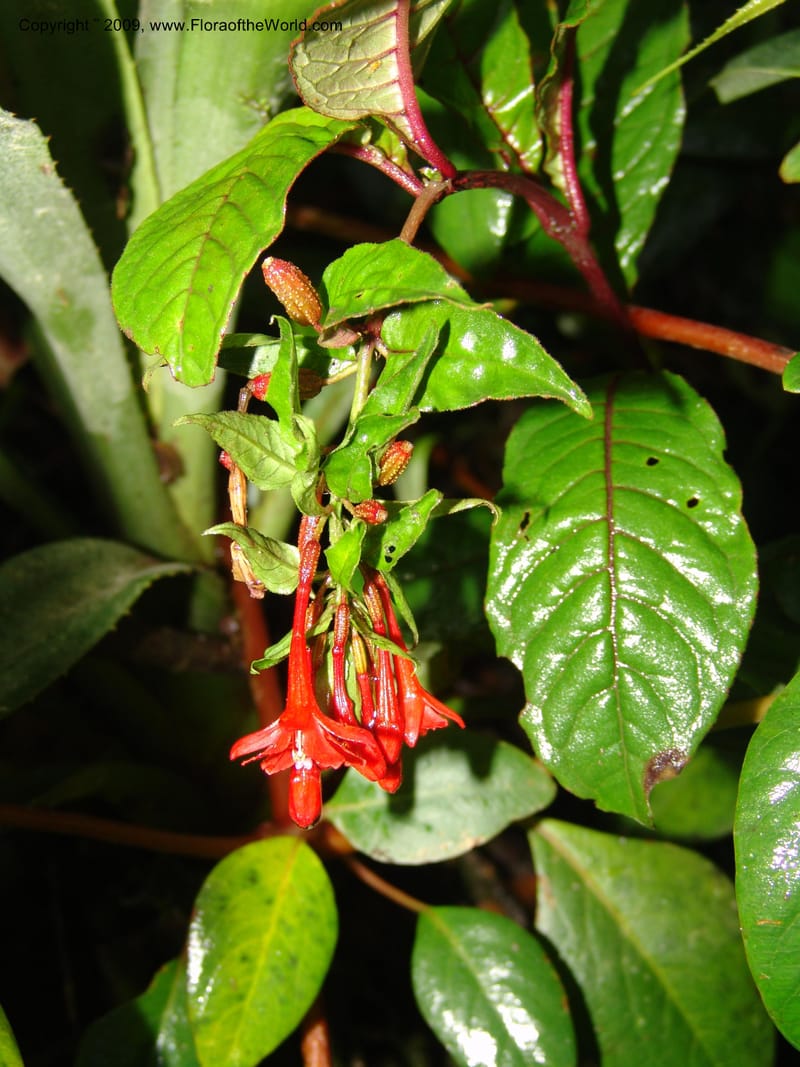 Fuchsia, DNeill16035--Ecuador. Prov. Zam. Ch. Podocarpus N. Pk. 26 Sep 07. 015.jpg