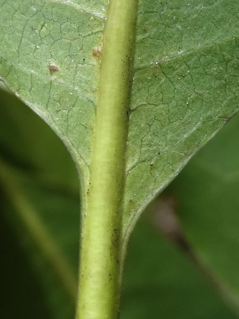 Pittosporum, Lowry, P 7341--Fiji. Vesidrua Vill. 5 Nov 2015. DSC09215 (112).JPG