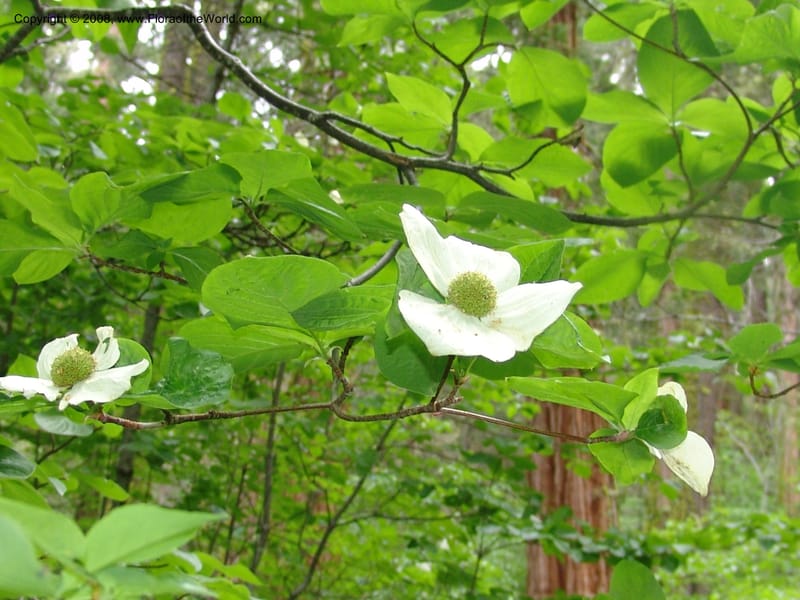 Cornus nuttallii--CA. Mariposa Co. Yosemite Nat. Pk. Glacier Pt Rd.  27 Jun 06. 264.jpg