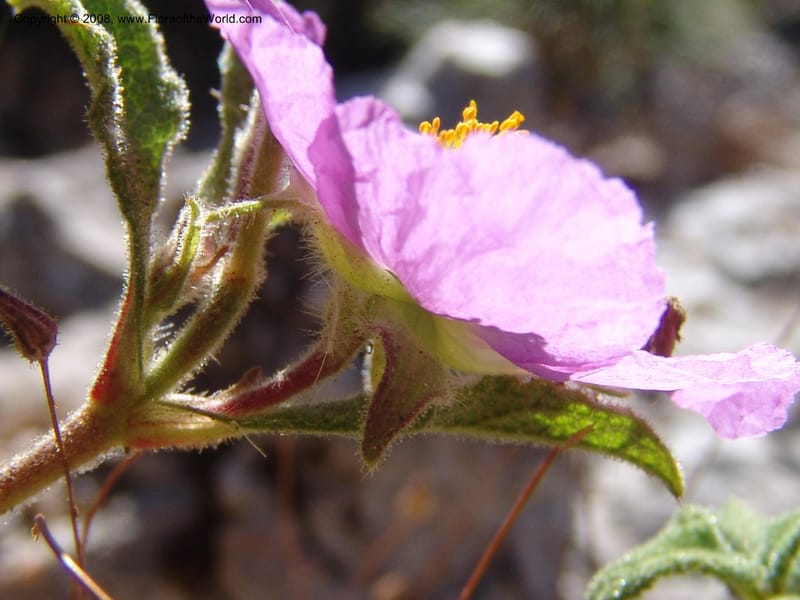 Cistus creticus--Crete. Ep. Kydonia. Akrotiri. Trail Gouvernetos . 23 May 05. 027.jpg
