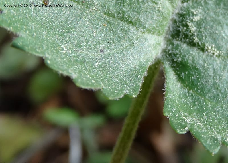 Packera serpenticola, Davidson, C 12974--No. Carolina. Clay Co. Buck Cr. 13 May 2015. DSC04619 (56).JPG