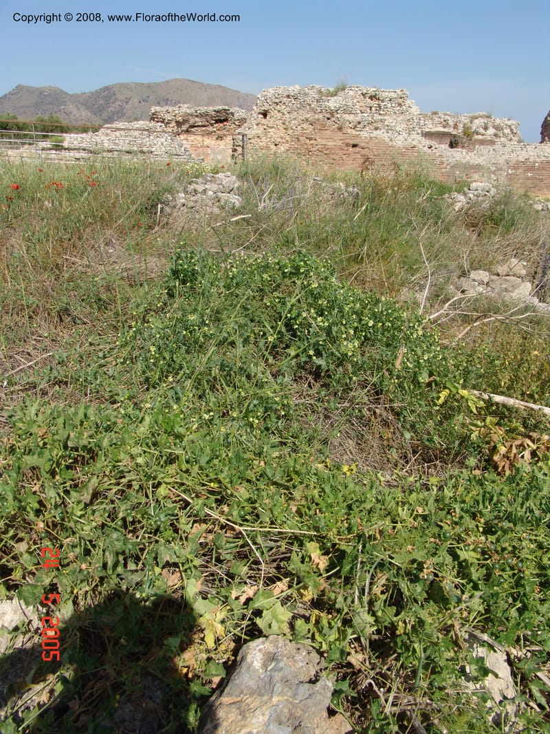 Bryonia cretica ssp. cretica--Crete. Ep. Apokoronos. Aptera. 23 May 05.  018.jpg
