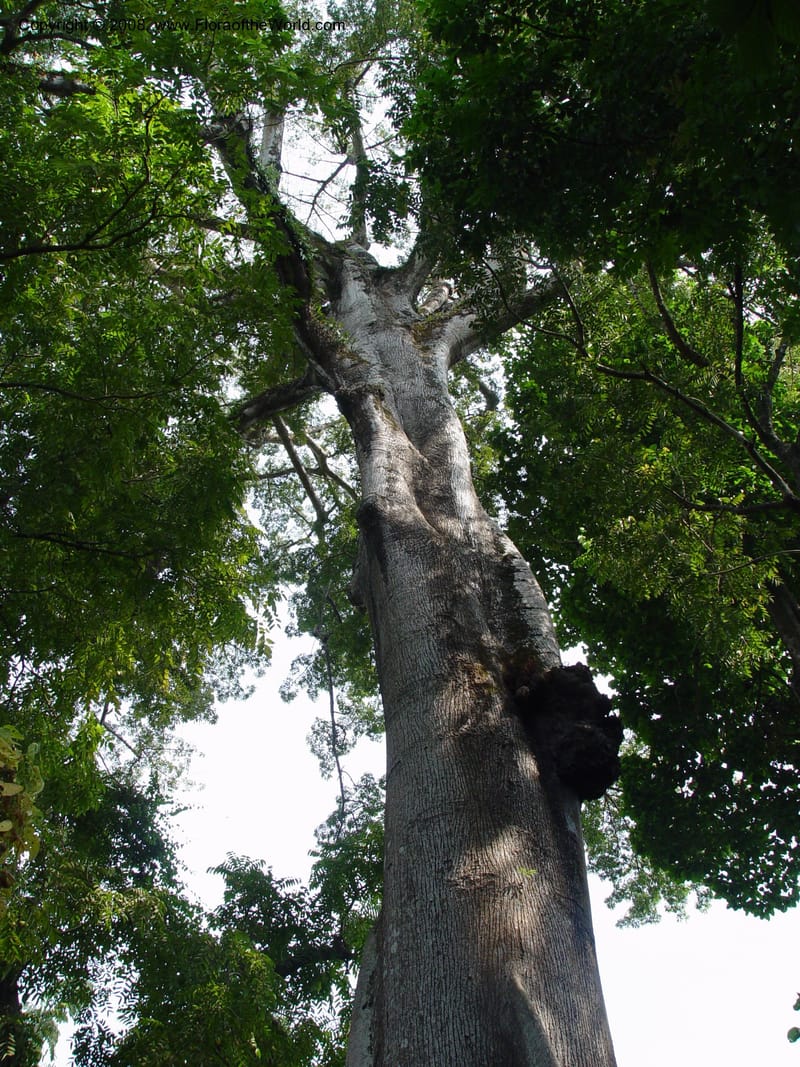 Ceiba pentandra--Cameroon. Limbe Botanic Garden. 7 Dec 03. 106.jpg