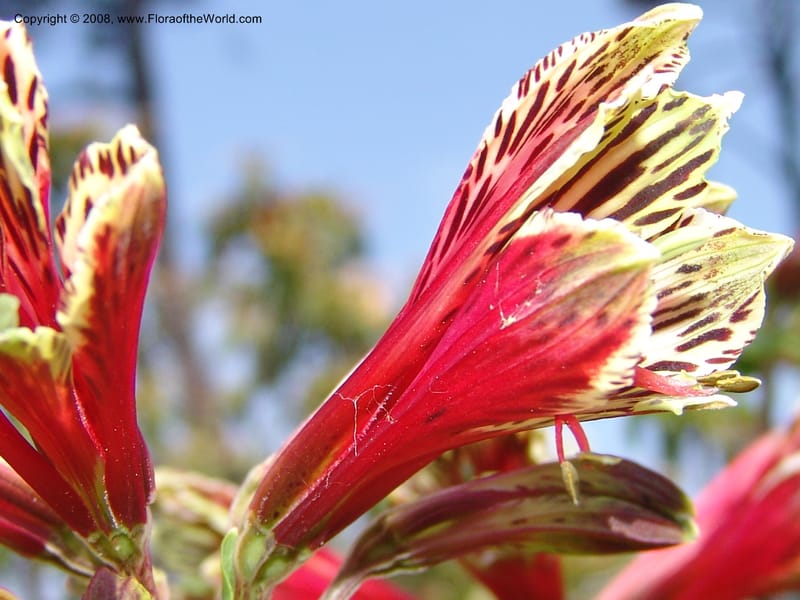 Alstroemeria psittacina--CA. Mendocino Co. Mendocino Coast Bot. Garden. 25 Jun 06. 062.jpg