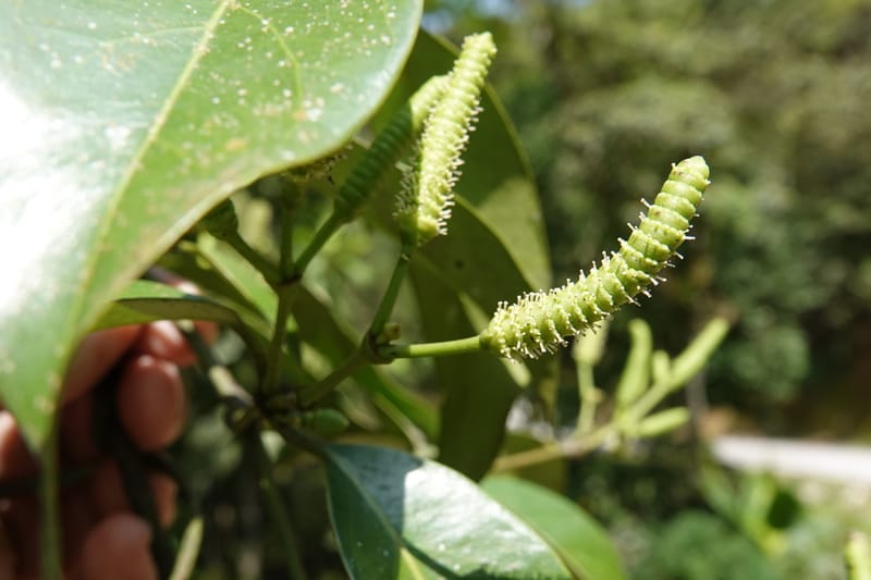 Gnetum catasphaericum, D. Boufford 44101--China. Yunnan. Lao jun Shan. 30 Apr 2018. DSC00424 (562).JPG