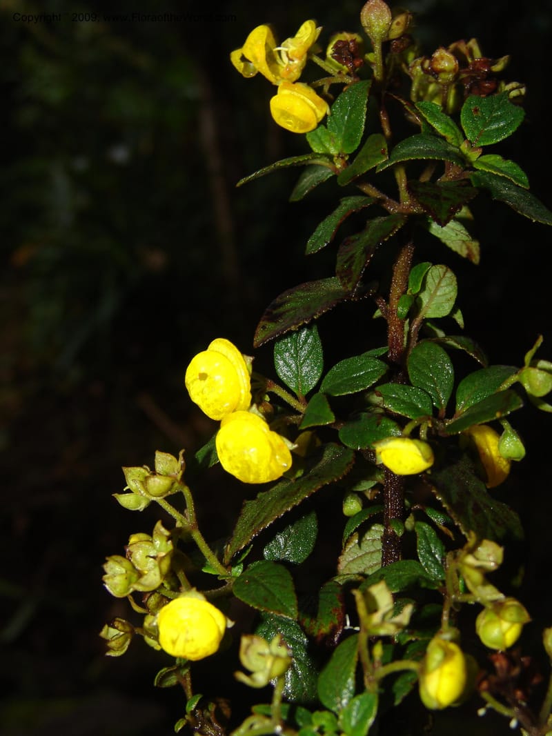 Calceolaria, DNeill16028--Ecuador. Prov. Zam. Ch. Podocarpus N. Pk. 26 Sep 07. 092.jpg