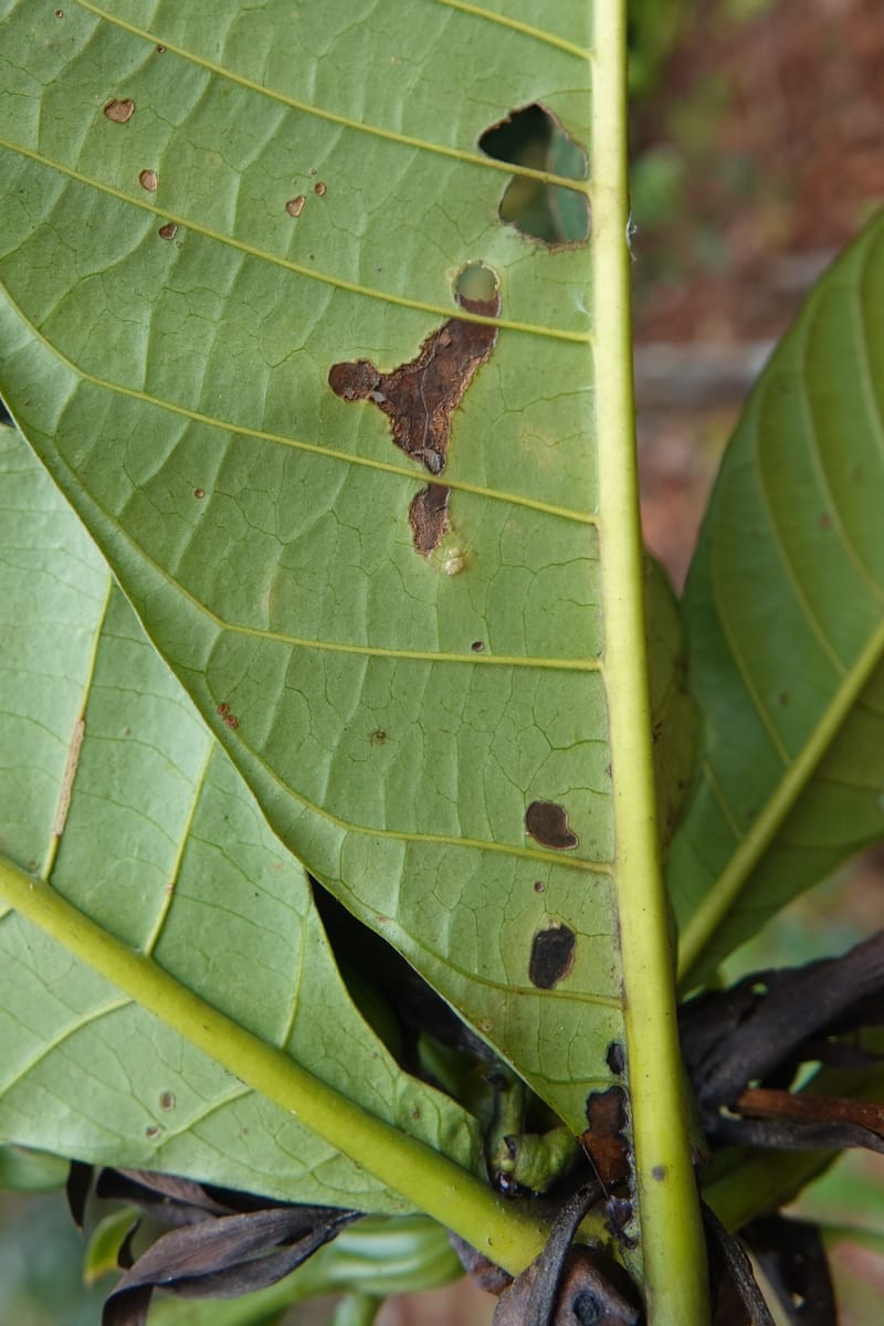 Leptactina, C. Davidson 14055--Gabon. Maboumine. 23 Oct 2019. DSC01631 (153).JPG