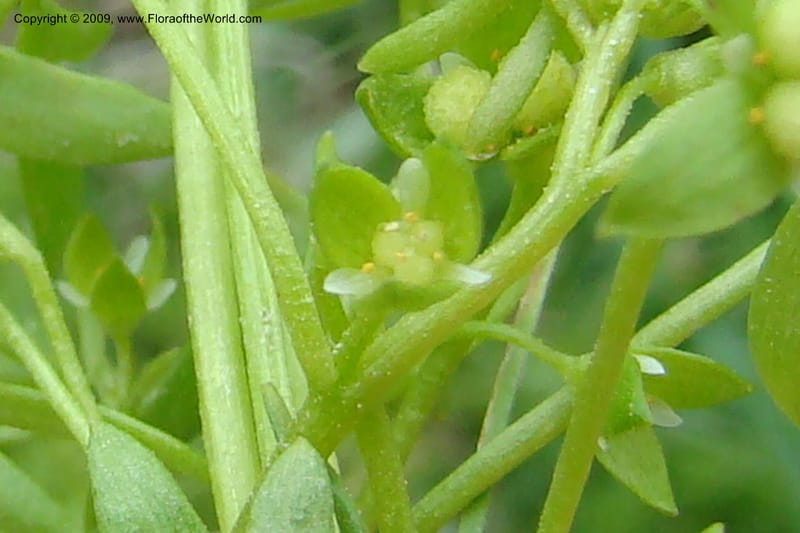 Floerkea proserpinacoides, C. Davidson 11326--Idaho. Elmore Co. Black's Cr. Rd. 1 May 2009 183.jpg
