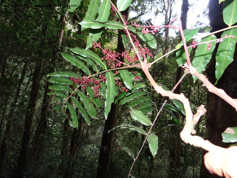 Lepisanthes, Buerki, S 327--Malaysia, Sabah. Mt. Kinabalu. 5 Apr 2012. DSC06767 (178).JPG