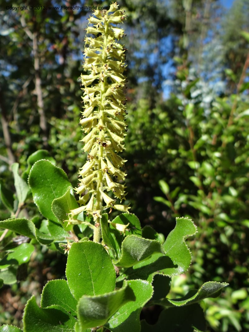 Escallonia pulverulenta, WDS 34054--Chile. Tanume. Los Hoyos. 14 Feb 2013. DSC00647 (44).JPG