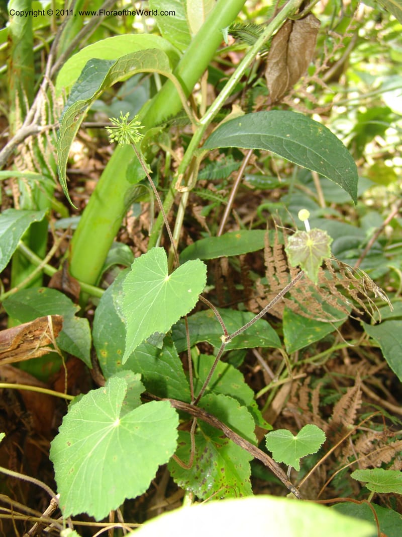 Hydrocotyle acutifolia, RVasquez 31477--Peru. Prov. Oxa. Parq. Nac. Yanachaga Chemillen. 12 Oct 06. 448 (4).jpg