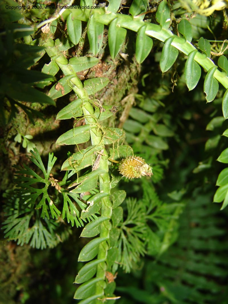 Dichaea, not coll.--Mexico. Chiapas. Res. Biosf. El Triunfo. Trail NW along stream. 9 Nov 04. 010.jpg