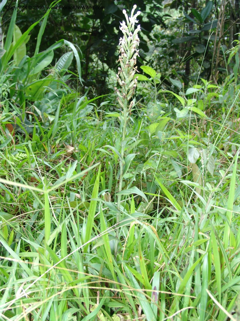 Habenaria, Croat 96282--Ecuador. Prov. Pichincha. La Union-Chiriboga-Quito. 22 Mar 06. 180 (1).jpg