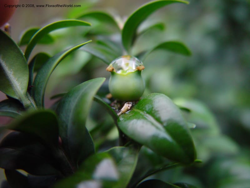 Buxus balericana--CA. UCLA. Mathias Bot. Gard. 13 Feb 03. 200.jpg
