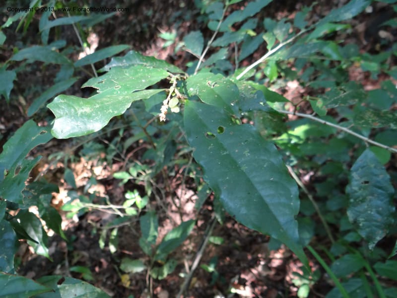 Antidesma, VC 5594--Thailand. Ranong Prov. Klong Naka Wildlife Sanctuary. 14 Nov 2012. DSC09055 (100).JPG