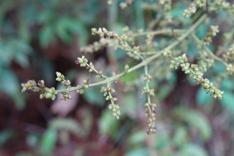 Wendlandia ligustrina, D. Boufford 44129--China. Yunnan. Meizi Lake Park. 3 May 2018. DSC01424 (210).JPG